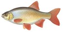 Турбаза Каштан - иконка «рыбалка» в Чапаеве
